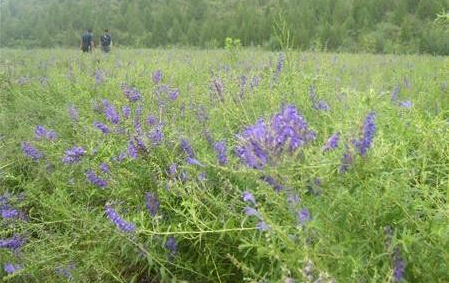 山西省陵川县打造3000亩中药材种植基地